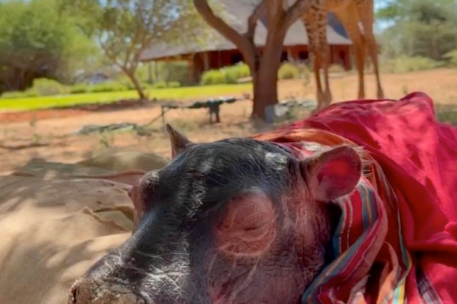 A close-up of a baby hippo resting on a blanket, with a giraffe seen in the background.