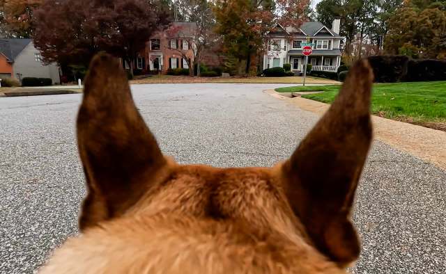 A dog looking at a street.