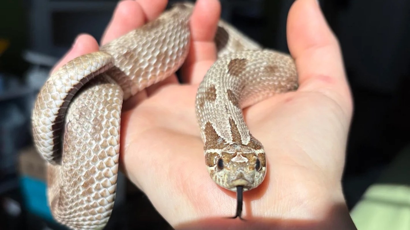 A light-colored snake with a patterned body resting on a person's hand, flicking its tongue.