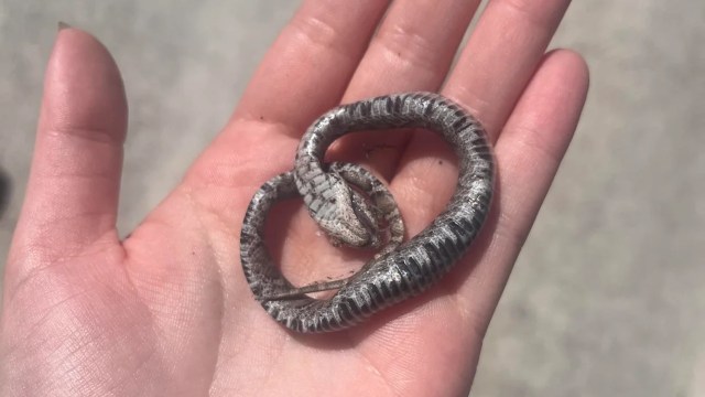 A small gray snake coiled in a person's open palm.