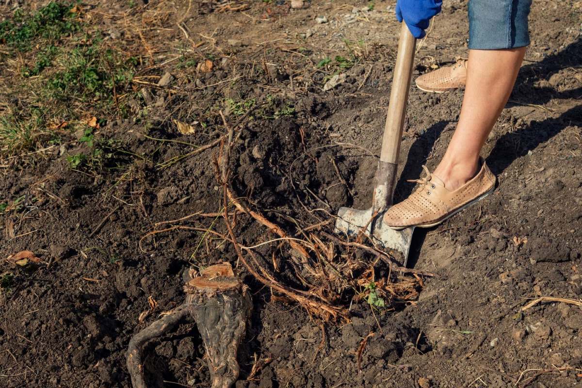 A person in casual shoes digs in the soil, uncovering roots and dirt in a garden setting.