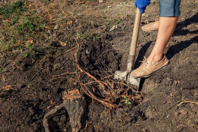 A person in casual shoes digs in the soil, uncovering roots and dirt in a garden setting.