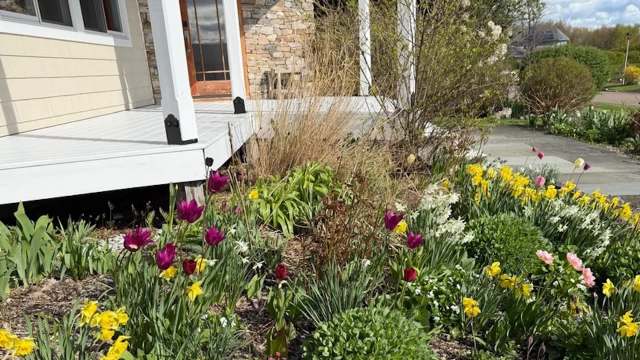 A colorful flower garden featuring tulips and daffodils near a porch with a stone wall.