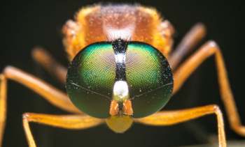 An insect's face.