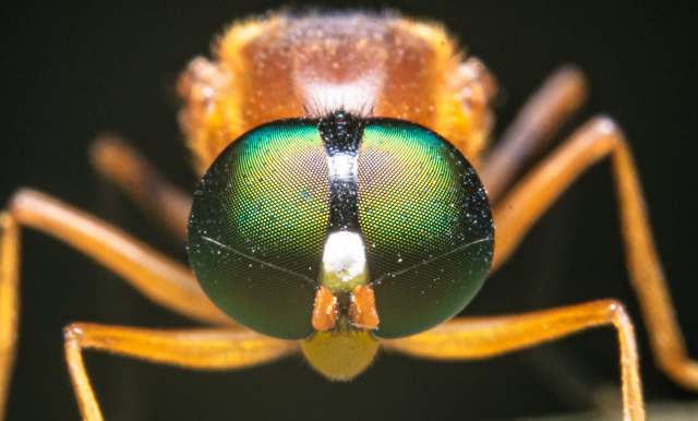 An insect's face.