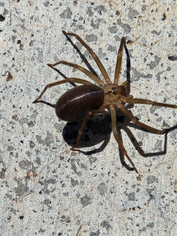 A brown recluse spider on cement. 