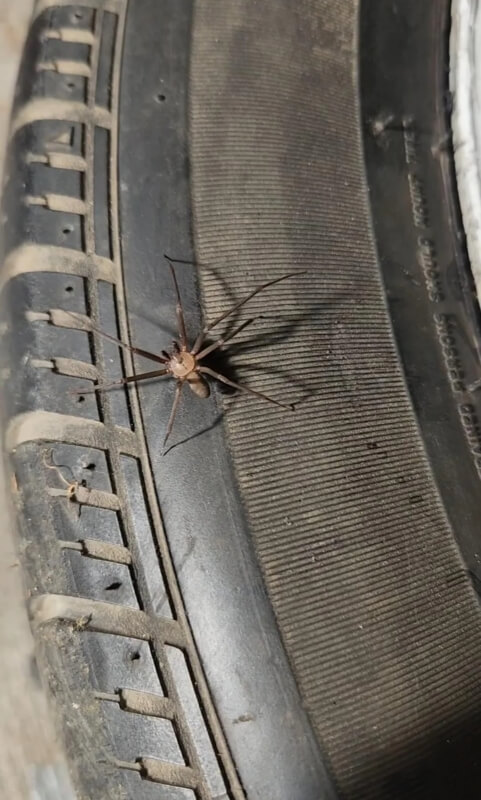 A brown recluse spider on a tire. 