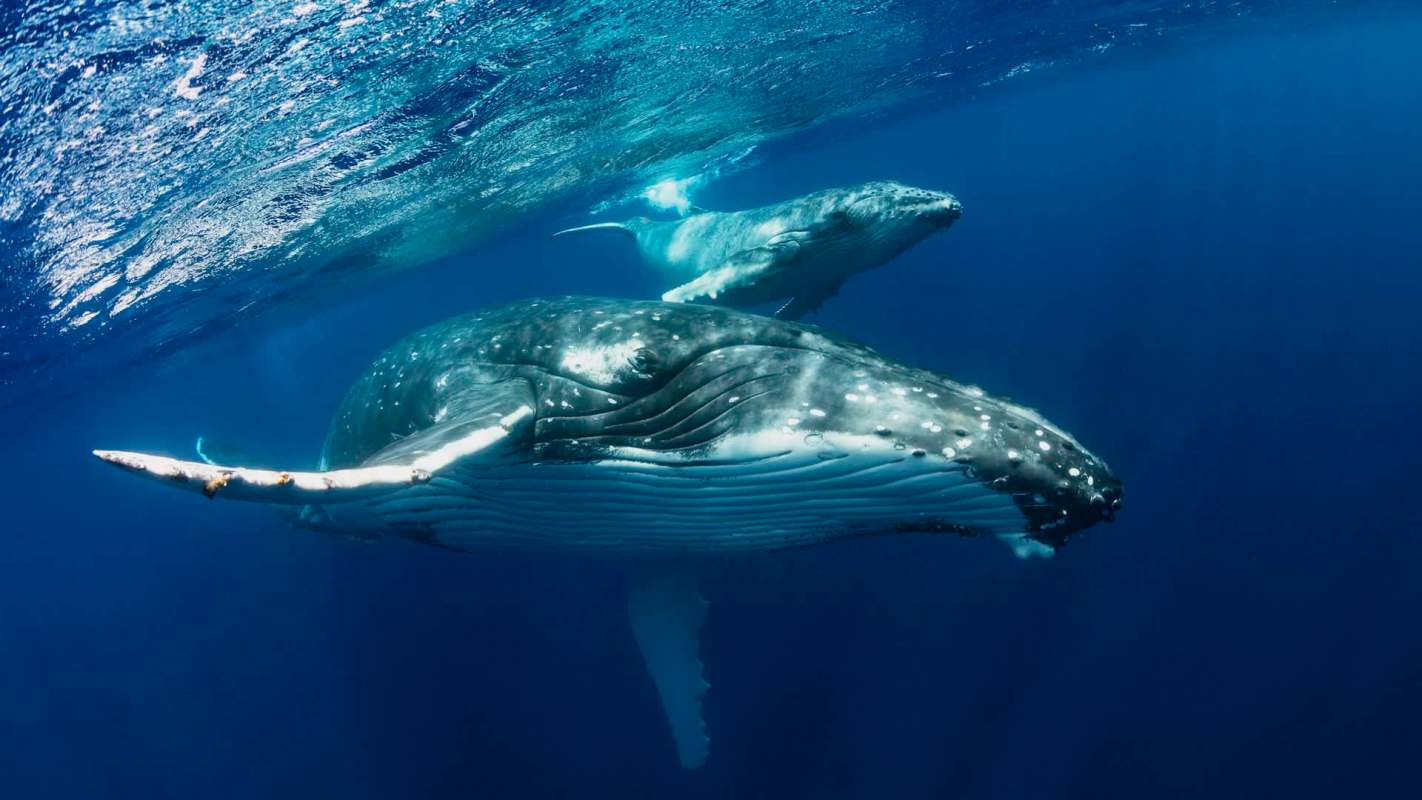 Two humpback whales swim gracefully in blue ocean waters.