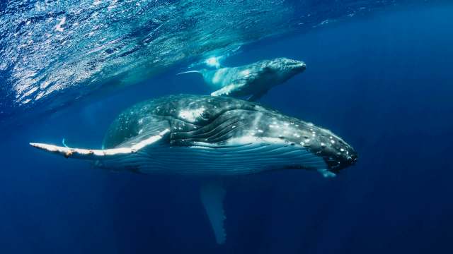 Two humpback whales swim gracefully in blue ocean waters.