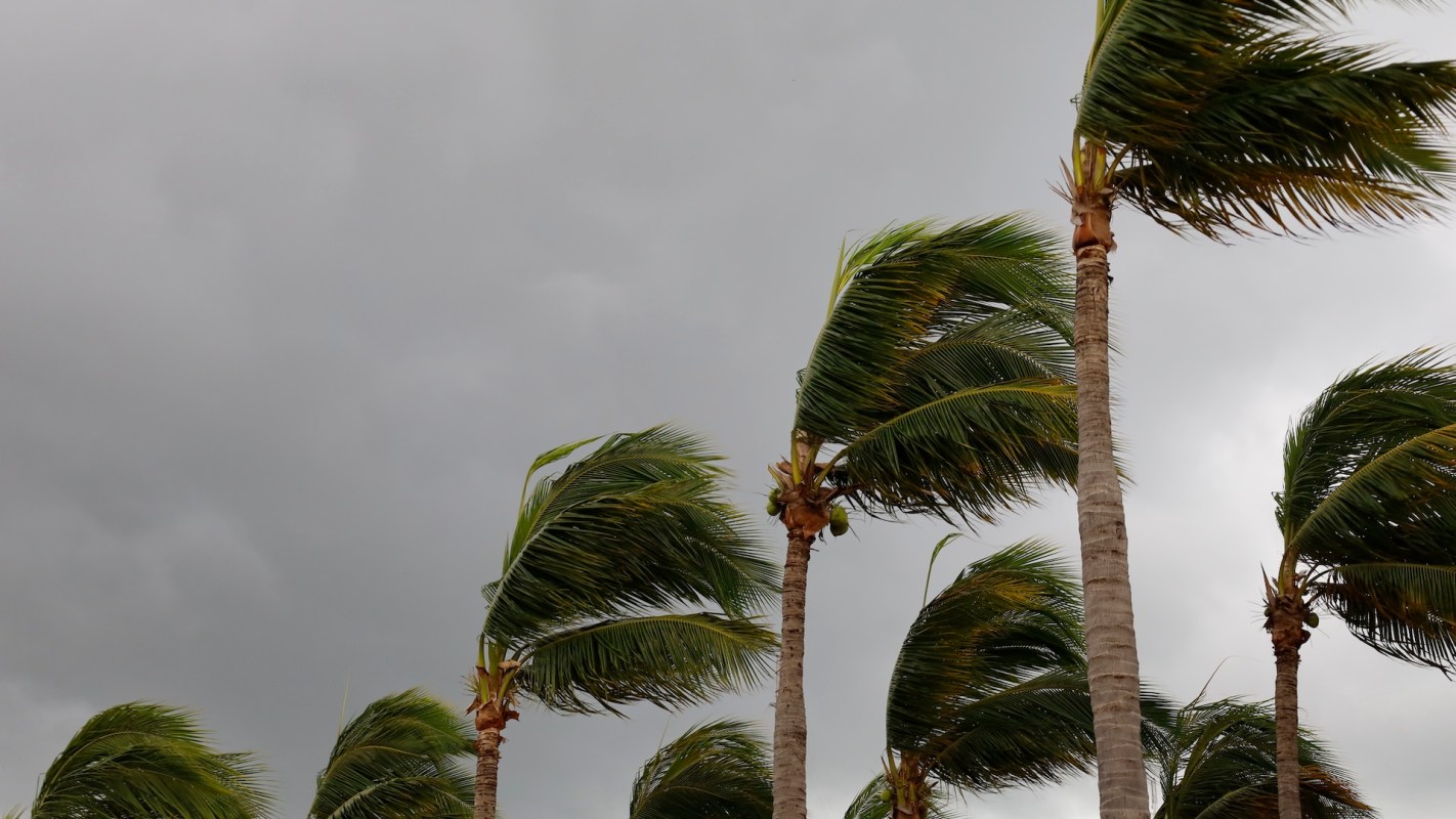 Tall palm trees swaying during a hurricane under a cloudy sky.