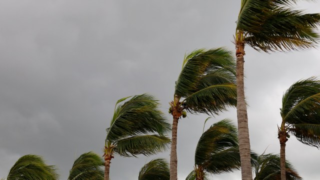 Tall palm trees swaying during a hurricane under a cloudy sky.