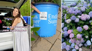 A woman in a dress demonstrates how to transplant hydrangeas from a car, alongside close-up images of the plants.