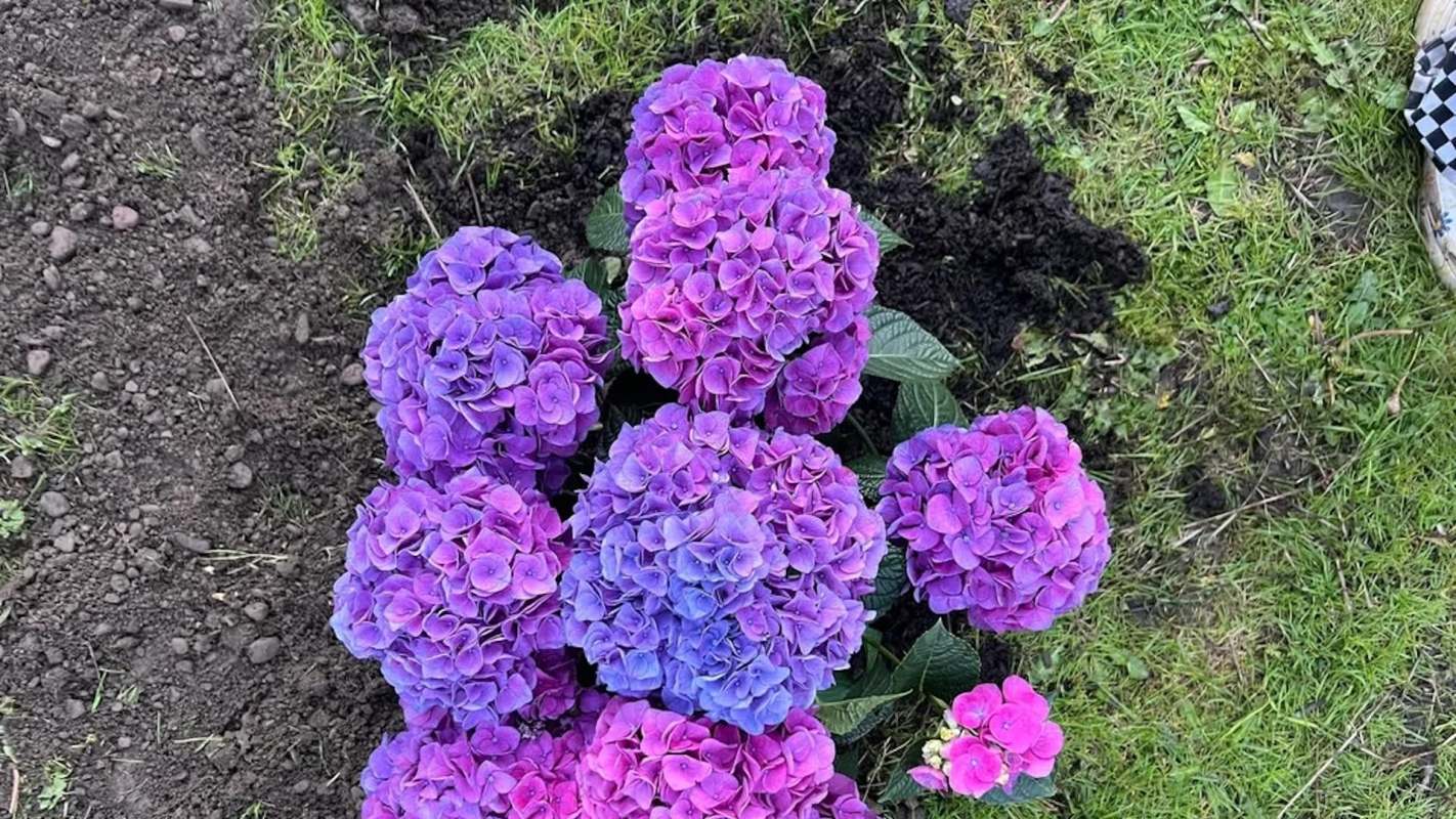 A cluster of vibrant purple and pink hydrangea flowers in freshly turned soil.