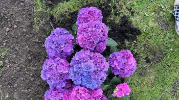 A cluster of vibrant purple and pink hydrangea flowers in freshly turned soil.