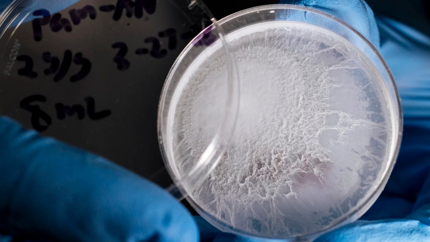 A close-up of a petri dish with white fungal growth, held in gloved hands against a dark background.