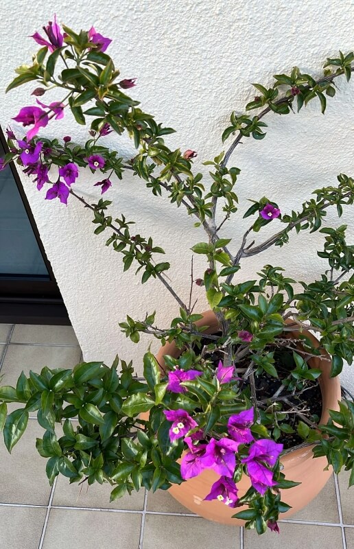 A plant in a large brown pot with green leaves and pink and purple flowers.
