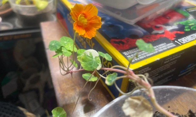 An orange flower blooms on a green vine with round leaves, resting on a table beside a colorful box.
