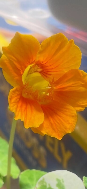 A close-up of the yellow flower.