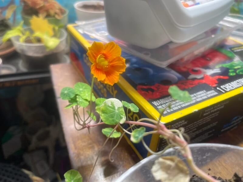 A yellow flower growing from an indoor plant pot.