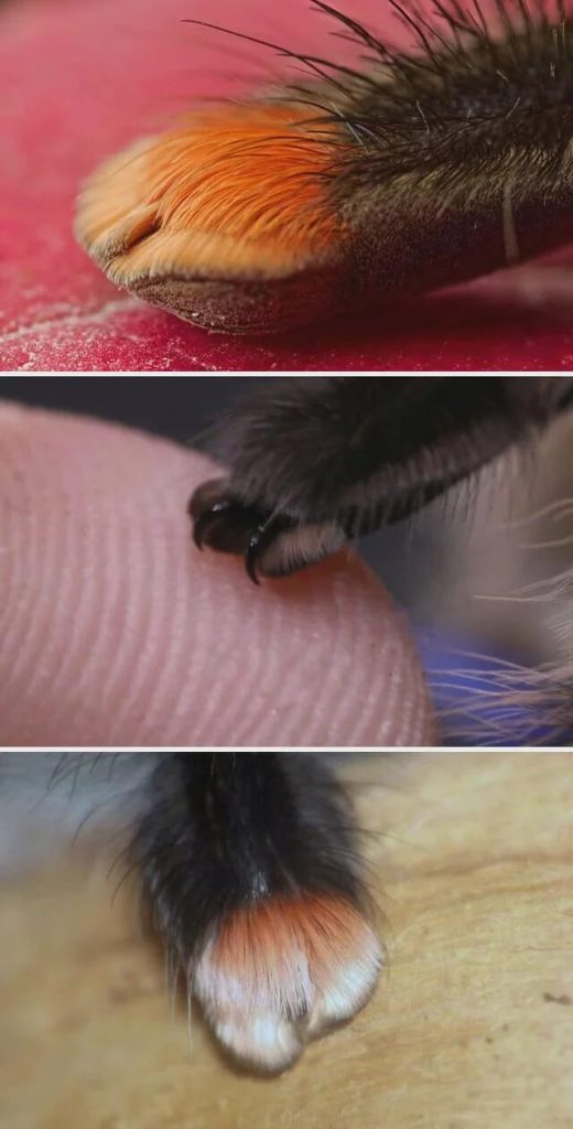 A close-up of a claw gently touching a fingertip, showcasing fine details of both.