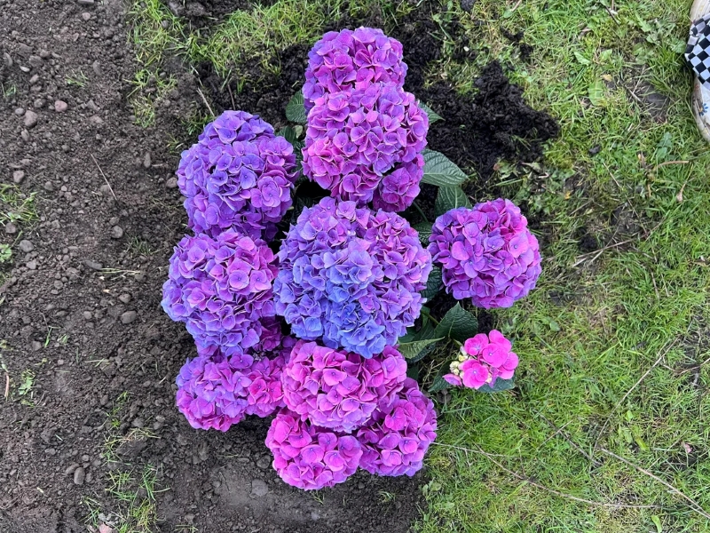 A cluster of vibrant purple and pink hydrangea flowers in freshly turned soil.