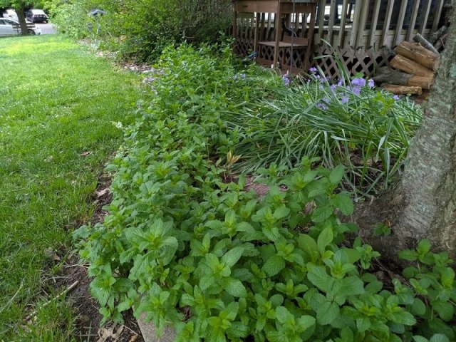 A lush garden featuring mint plants, ornamental grasses, and purple flowers beside a wooden structure.