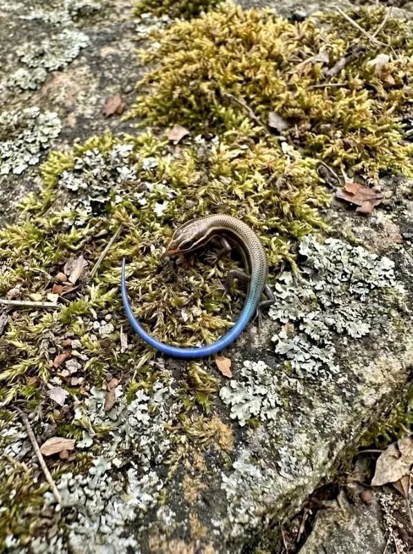 A striped lizard resting on green moss and lichen-covered rocks.