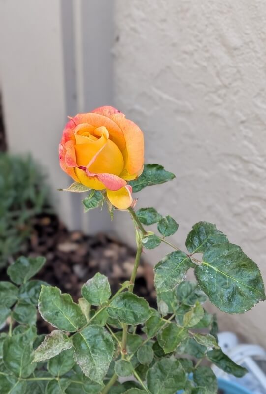 A single yellow and pink rose blossom on a green stem with lush leaves.