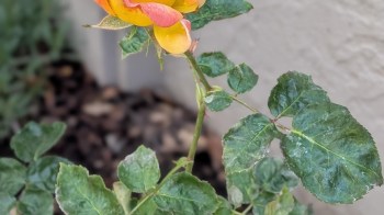 A single yellow and pink rose blossom on a green stem with lush leaves.