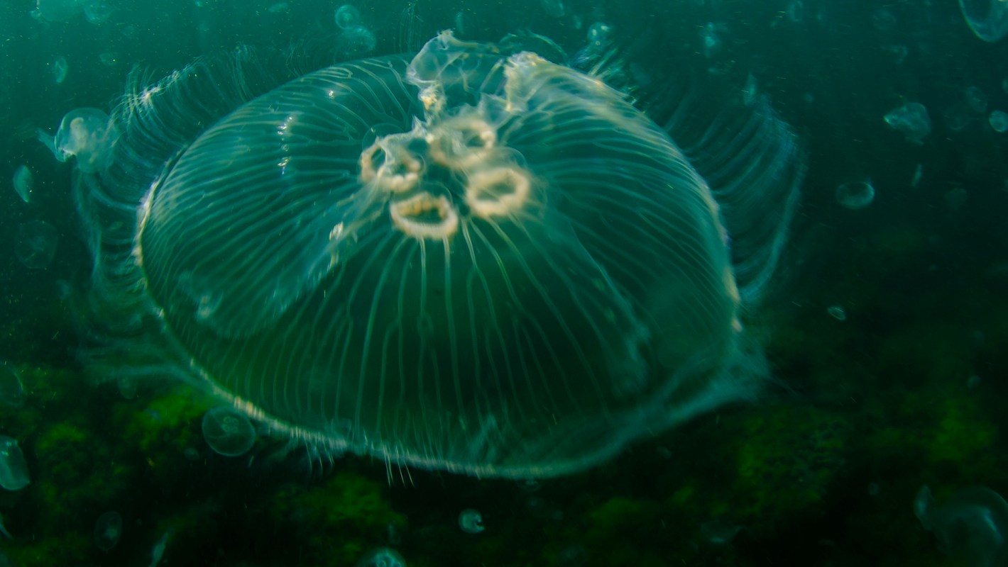 A translucent jellyfish drifts through dark green water, surrounded by smaller jellyfish.