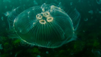 A translucent jellyfish drifts through dark green water, surrounded by smaller jellyfish.