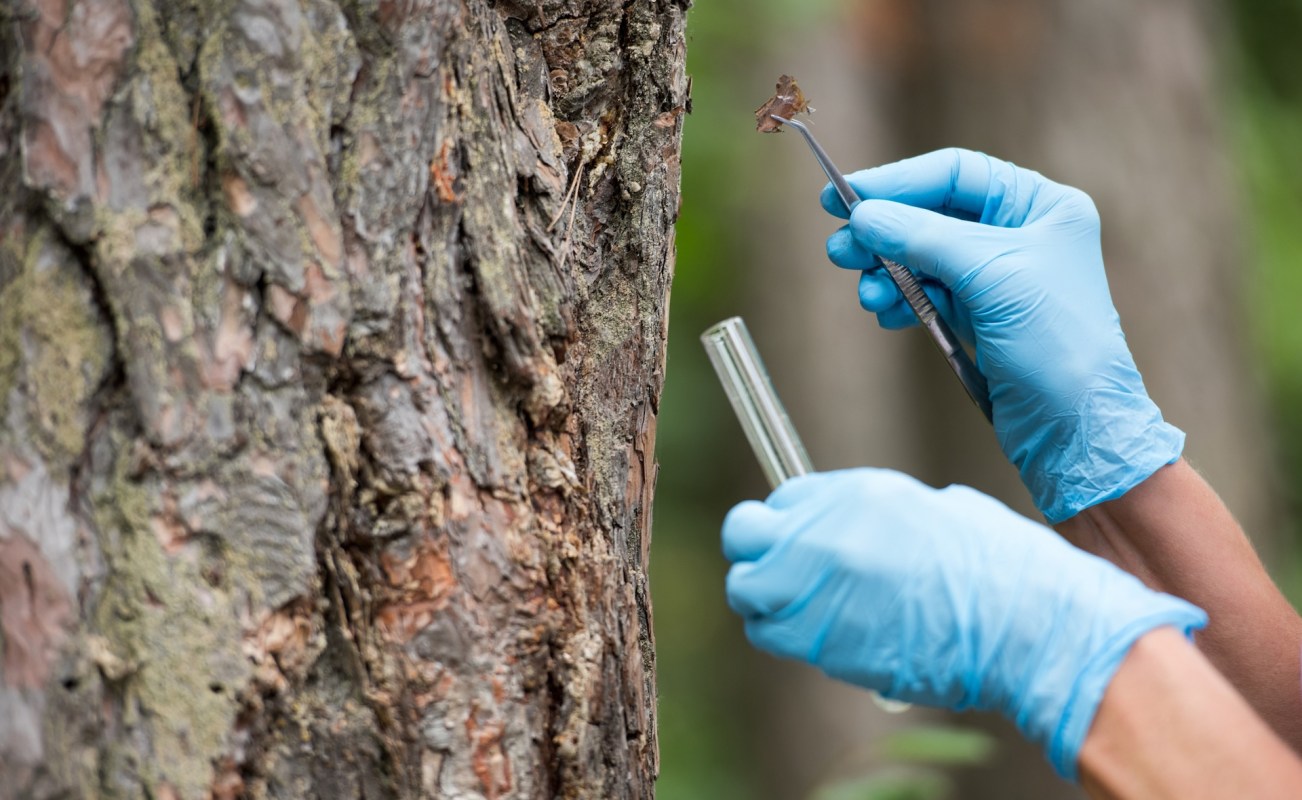 A person in blue gloves collects sample material from a tree trunk using a tool and test tube.