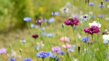 A vibrant meadow filled with colorful wildflowers and a bee on a purple bloom.