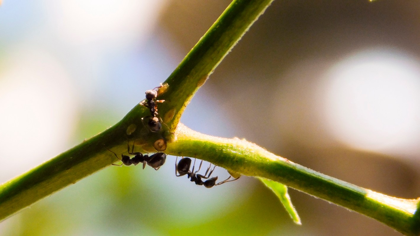 Three black ants are navigating a green stem in a blurred background.