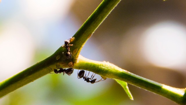 Three black ants are navigating a green stem in a blurred background.