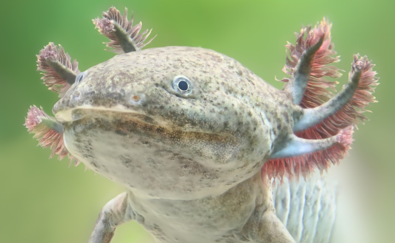 A close-up of an axolotl with feather-like gills, set against a soft green background.