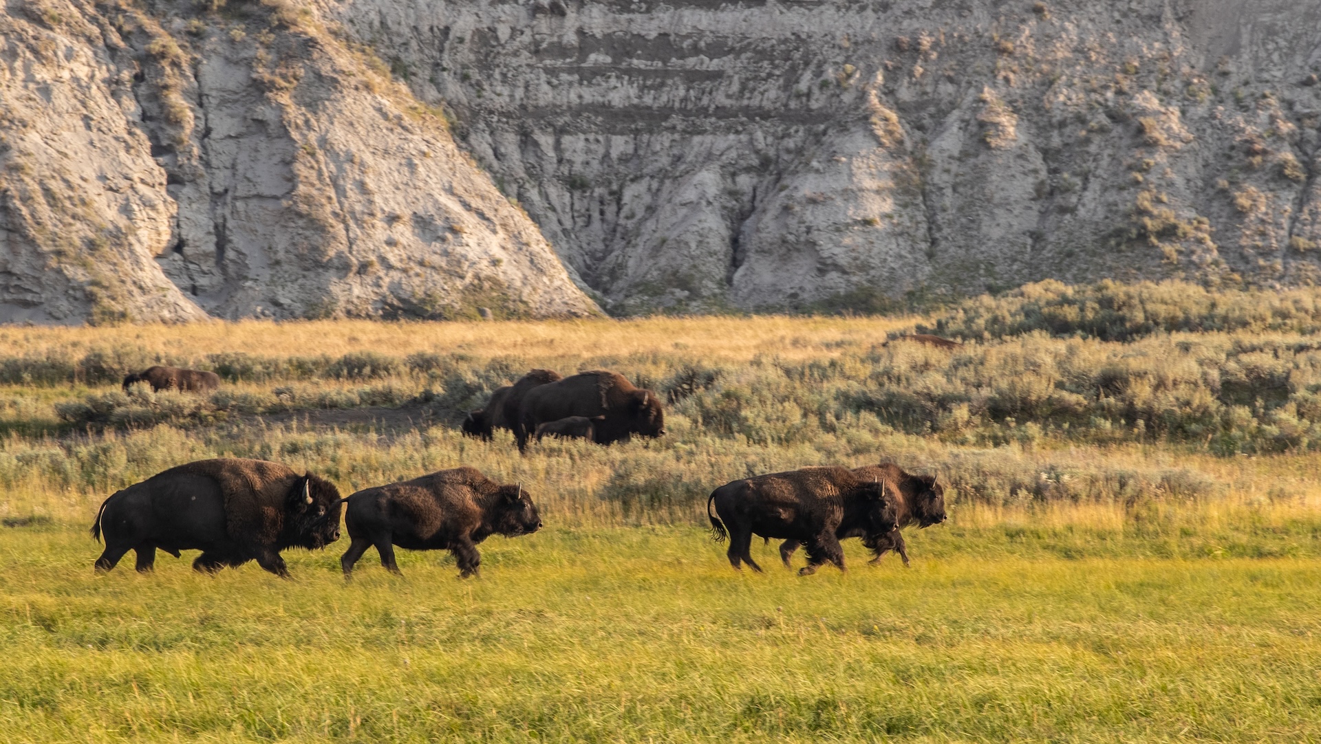 Trump administration looks to force bison off Montana land: 'Part of our country's heritage'