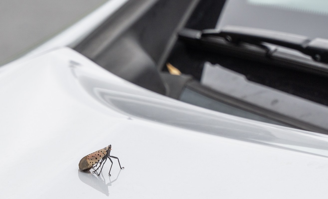 A brown and black-spotted lanternfly insect perched on the shiny surface of a white car hood.