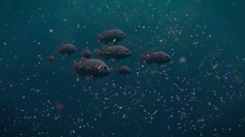 A school of fish swims through water filled with colorful plastic debris and particles.