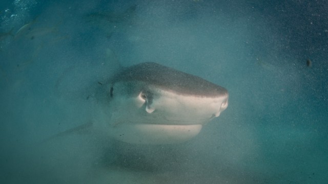 A close-up of a tiger shark swimming through clear blue water with particles floating around.