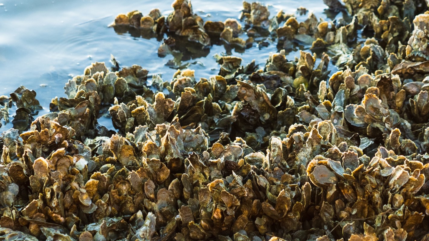 A close-up view of clustered oysters partially submerged in calm water.