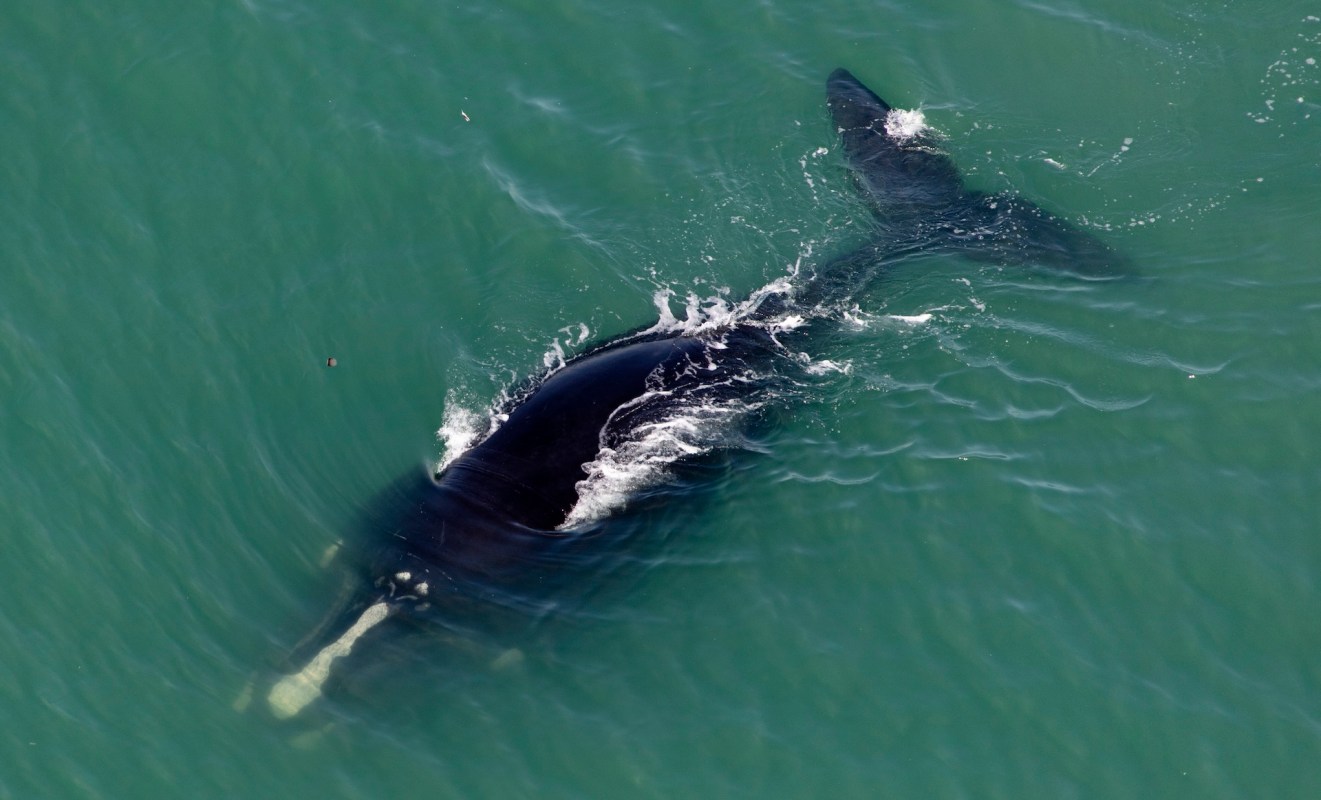 A North Atlantic right whale swimming in clear blue waters, surfacing with a splash.
