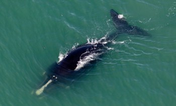 A North Atlantic right whale swimming in clear blue waters, surfacing with a splash.