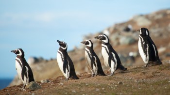 Five Magellanic penguins stand on a rocky shore, facing towards the ocean under a clear sky.