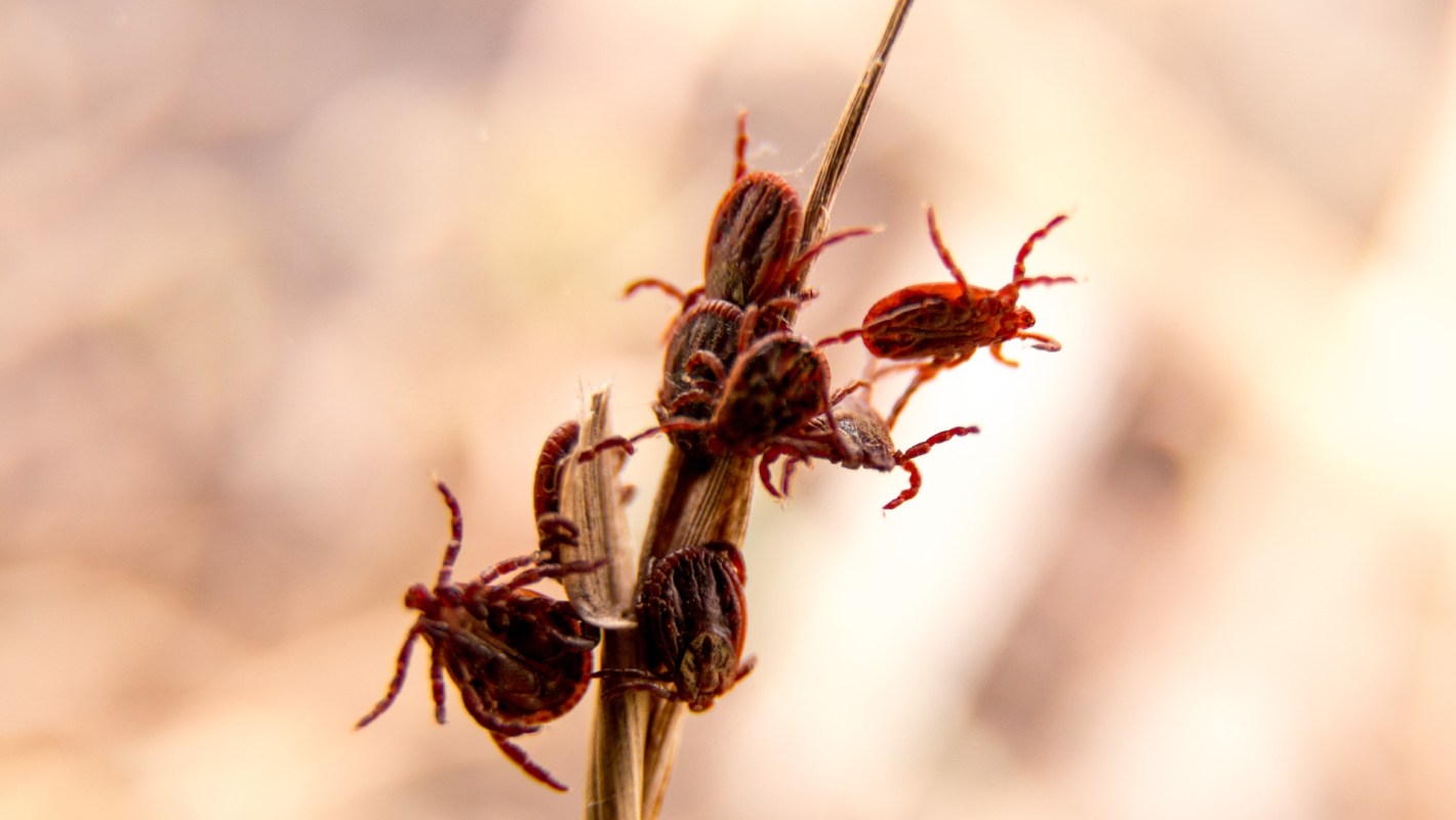 A close-up of several ticks clustered on a dry grass stalk.