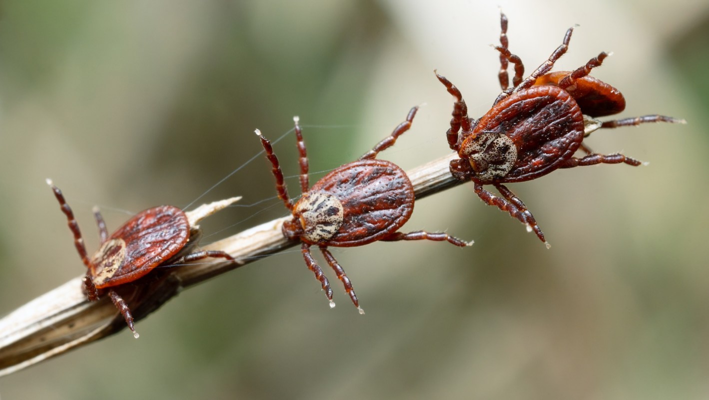 Three ticks clinging to a thin branch, showcasing their distinct reddish-brown bodies and spiny legs.