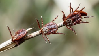 Three ticks clinging to a thin branch, showcasing their distinct reddish-brown bodies and spiny legs.