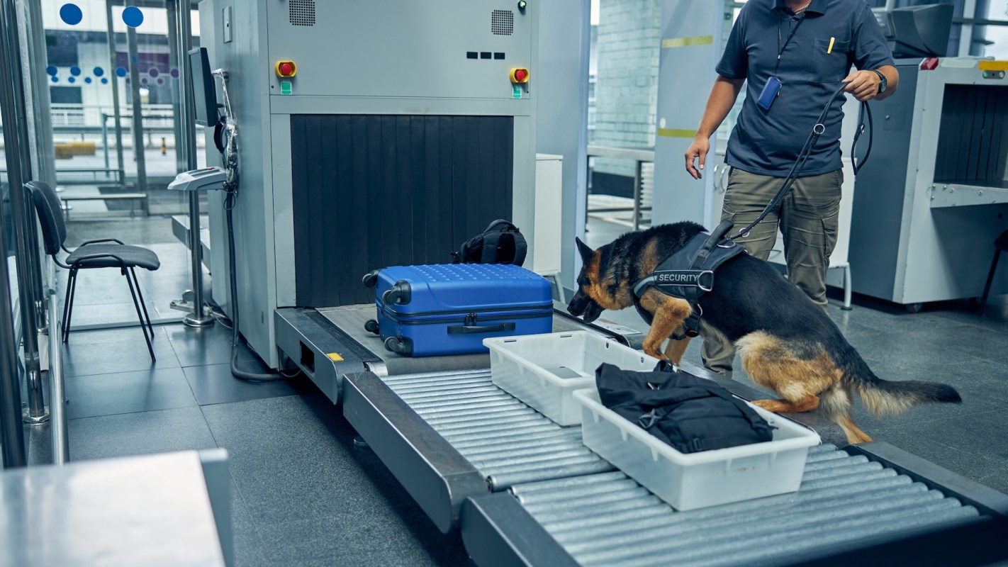 A security dog inspects luggage at an airport screening checkpoint with a handler nearby.