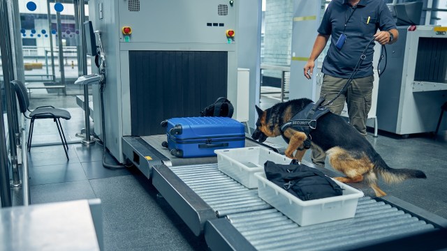 A security dog inspects luggage at an airport screening checkpoint with a handler nearby.
