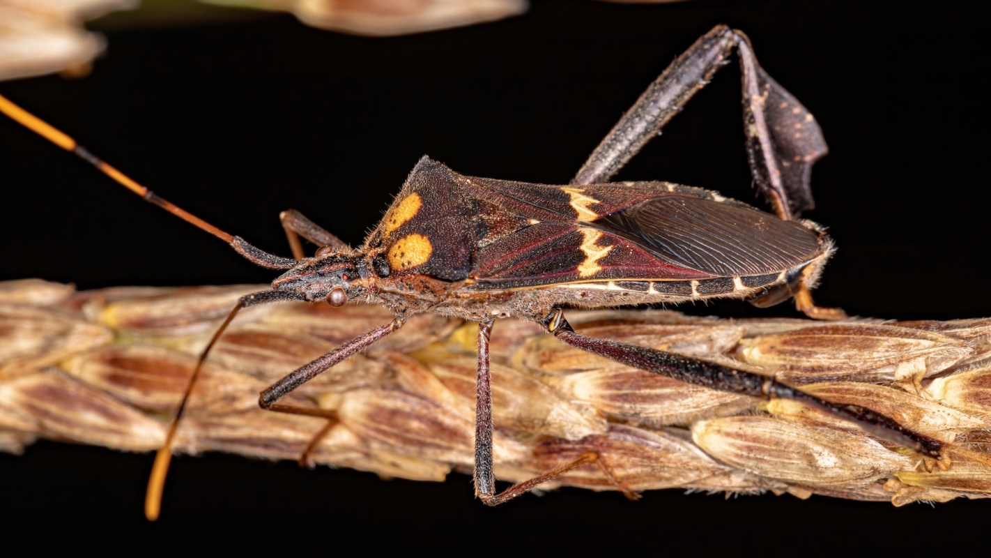 A brown and orange insect perched on a plant stem.